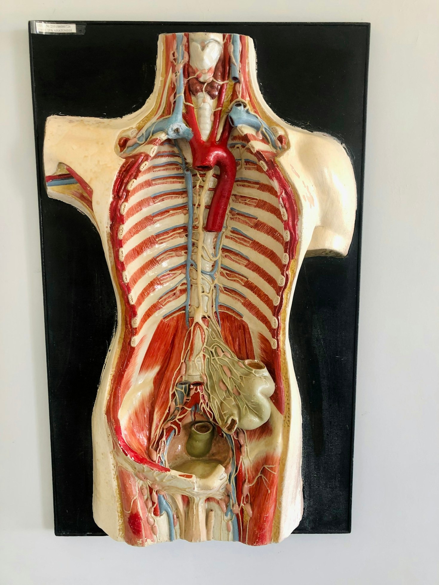 Debunking Common Myths About Joint Sounds